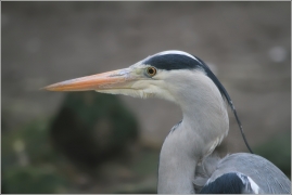 <p>VOLAVKA POPELAVÁ (Ardea cinerea)</p>